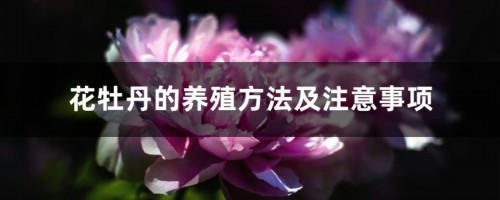 花牡丹的养殖方法及注意事项